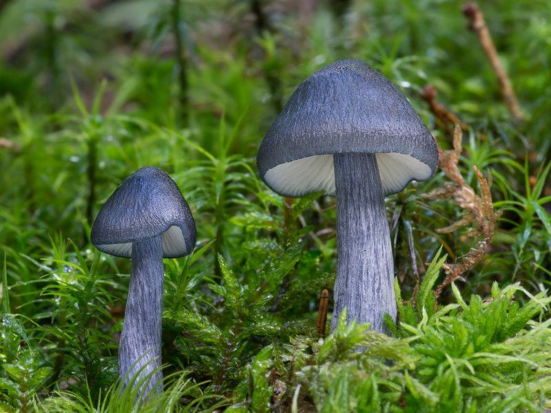 Entoloma nitidum